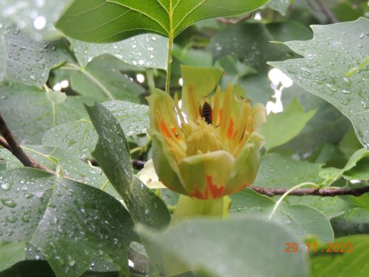 Flowering Trumpettree